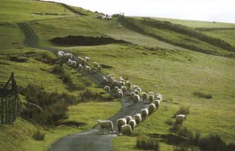 "Sheep" Ceredigion
